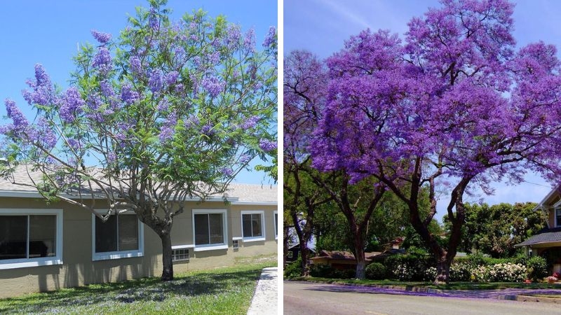 Những loài hoa rực rỡ trong tháng 3 Những loài hoa rực rỡ trong tháng 3