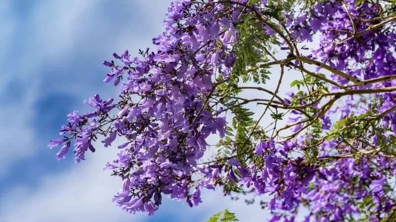 Những loài hoa rực rỡ trong tháng 3 Những loài hoa rực rỡ trong tháng 3