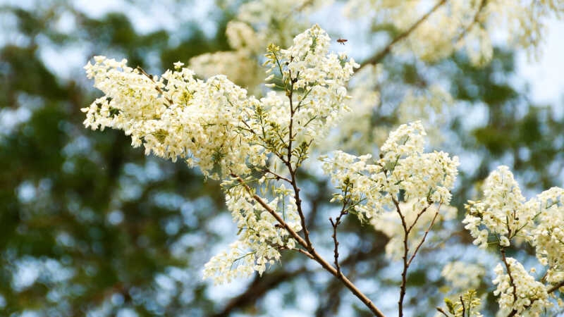 Những loài hoa rực rỡ trong tháng 3 Những loài hoa rực rỡ trong tháng 3