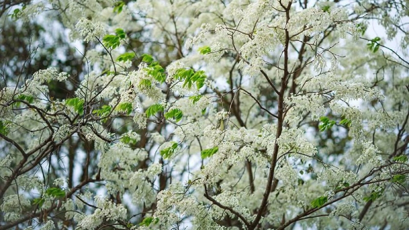 Những loài hoa rực rỡ trong tháng 3 Những loài hoa rực rỡ trong tháng 3