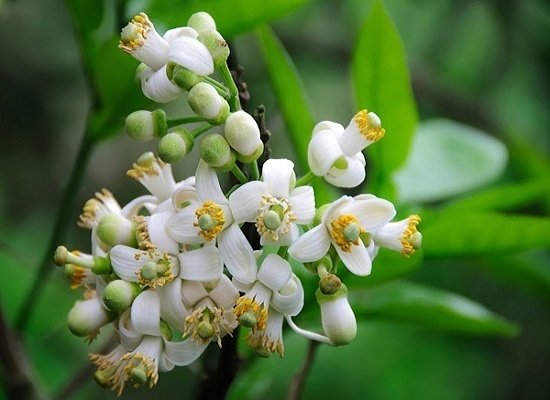 Những loài hoa rực rỡ trong tháng 3 Những loài hoa rực rỡ trong tháng 3