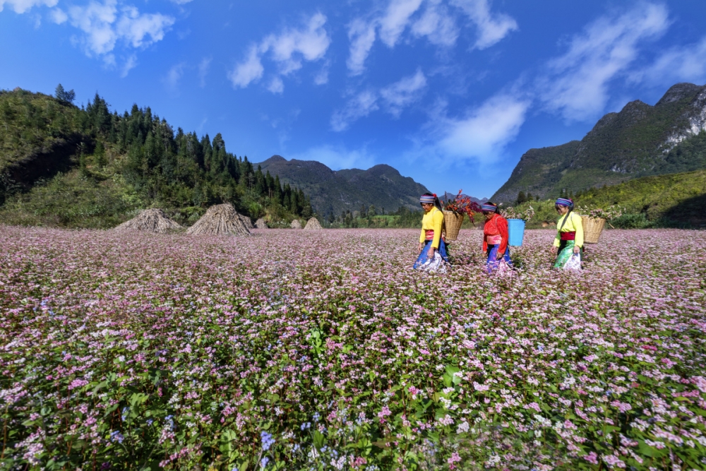Những loài hoa rực rỡ trong tháng 3 Những loài hoa rực rỡ trong tháng 3