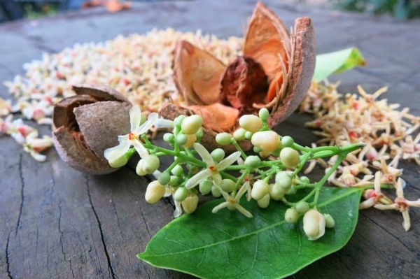 Những loài hoa nở rực rỡ trong tháng 4 Những loài hoa nở rực rỡ trong tháng 4