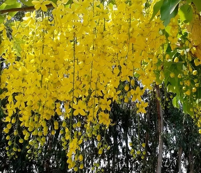 Những loài hoa nở rực rỡ trong tháng 4 Những loài hoa nở rực rỡ trong tháng 4