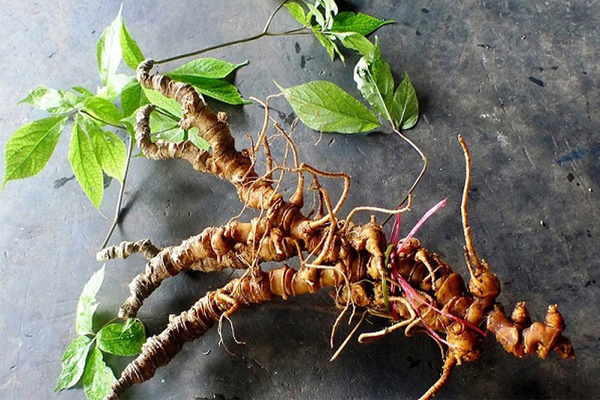 Nhận diện sâm Ngọc Linh với các loại sâm khác