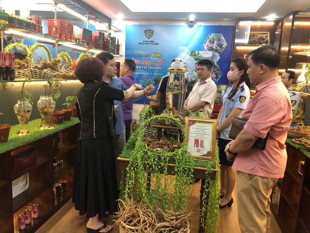 Phòng trưng bày "Nhận diện đúng sâm Ngọc Linh trên thị trường" hút khách thăm quan