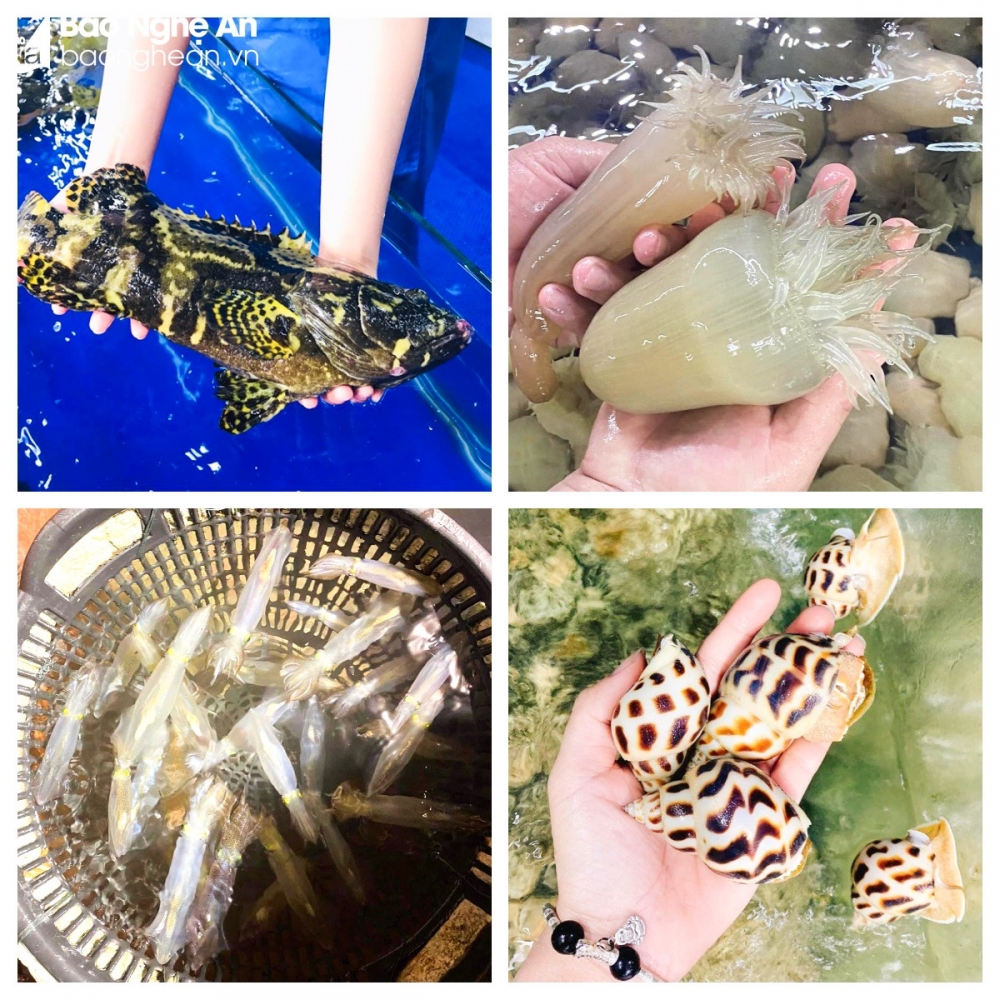 Nghệ An: Vào mùa du lịch, hải sản bắt đầu 'nhích' giá Nghệ An: Vào mùa du lịch, hải sản bắt đầu 'nhích' giá