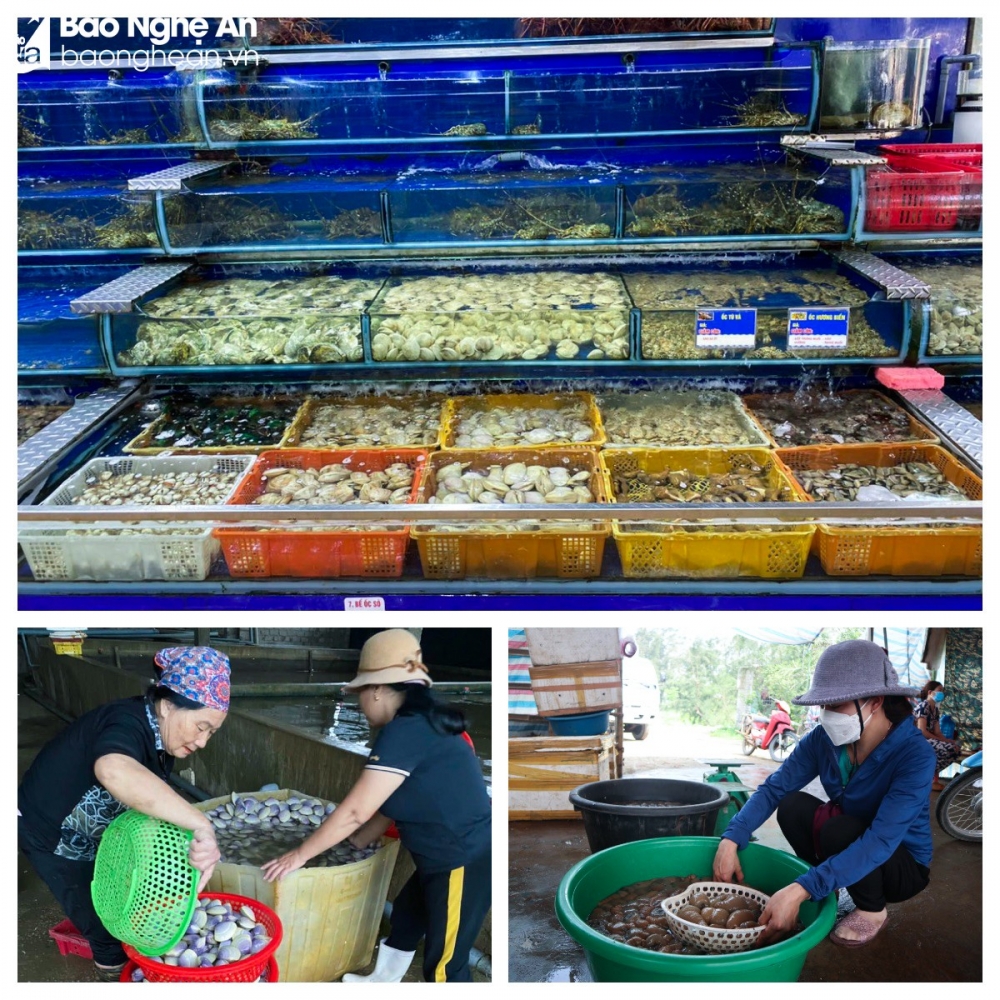 Nghệ An: Vào mùa du lịch, hải sản bắt đầu 'nhích' giá Nghệ An: Vào mùa du lịch, hải sản bắt đầu 'nhích' giá