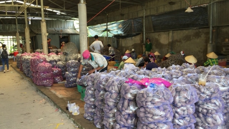 Vĩnh Long xuất khẩu chuyến hàng khoai lang đầu tiên theo đường chính ngạch Vĩnh Long xuất khẩu chuyến hàng khoai lang đầu tiên theo đường chính ngạch