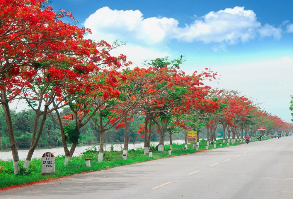 Những loài hoa "gây thương nhớ" trong tháng 5