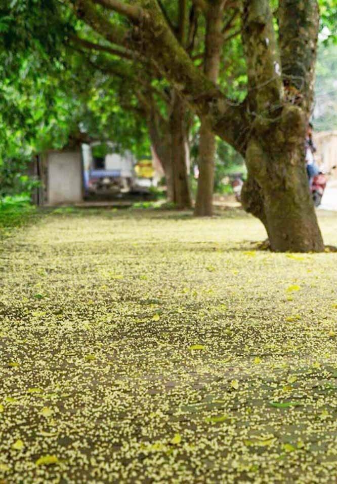 Những loài hoa "gây thương nhớ" trong tháng 5