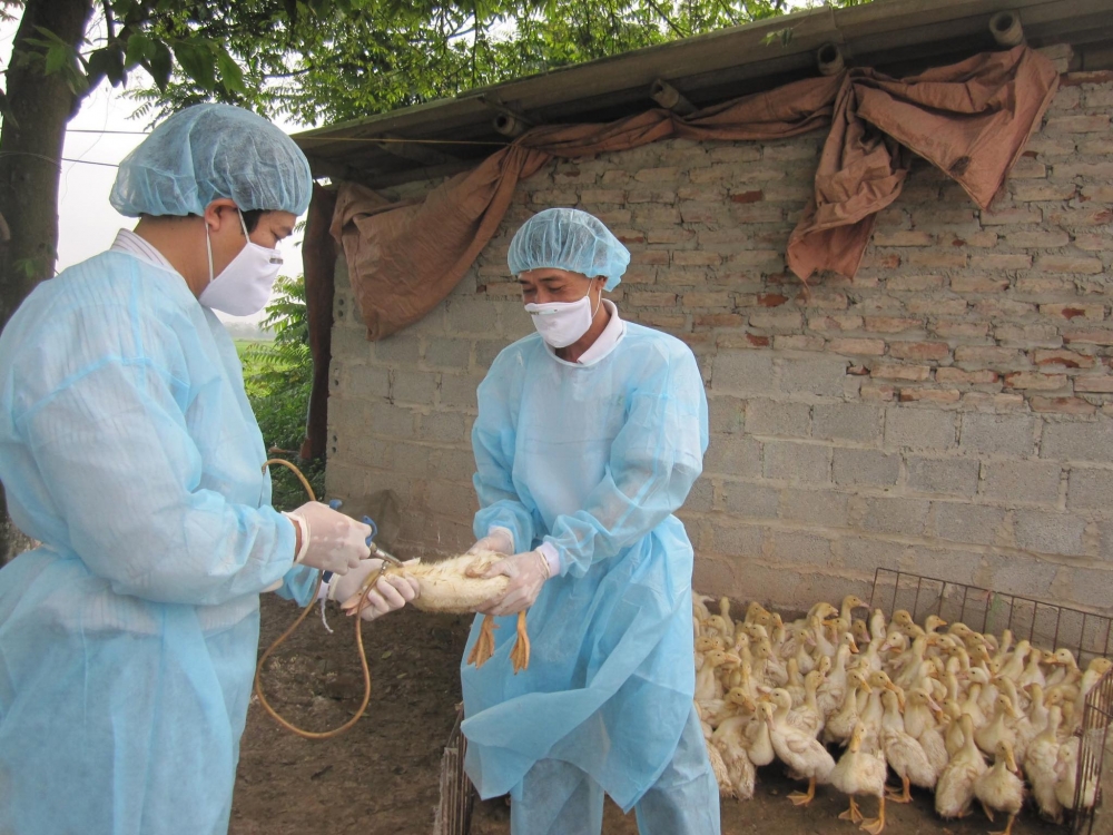 Thủ tướng chỉ đạo tập trung phòng, chống dịch bệnh gia súc, gia cầm Thủ tướng chỉ đạo tập trung phòng, chống dịch bệnh gia súc, gia cầm