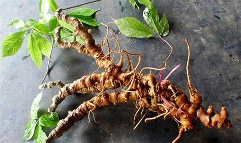 Cấp quyền sử dụng chỉ dẫn địa lý 'Ngọc Linh' cho sản phẩm sâm củ Cấp quyền sử dụng chỉ dẫn địa lý 'Ngọc Linh' cho sản phẩm sâm củ