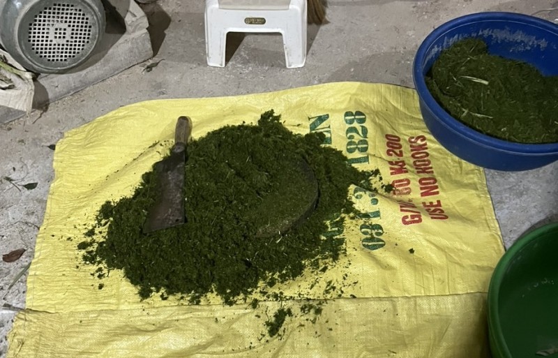 Phần lá dứa đã được gia đình ông Khón nghiền nhỏ để nhuộm gạo Séng cù thành màu xanh. Phần lá dứa đã được gia đình ông Khón nghiền nhỏ để nhuộm gạo Séng cù thành màu xanh.