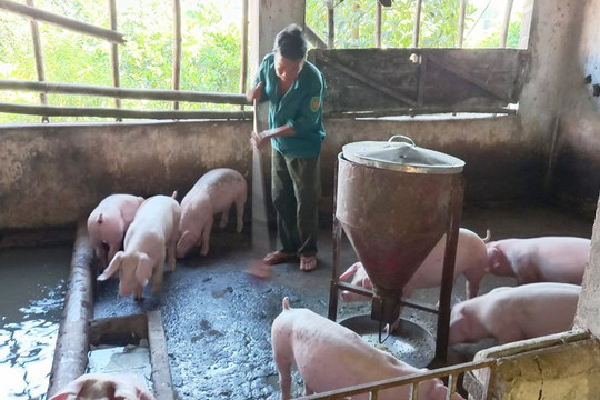 Đồng Nai: Bắt quả tang cơ sở giết mổ lợn chết mang mầm bệnh dịch tả lợn  châu Phi