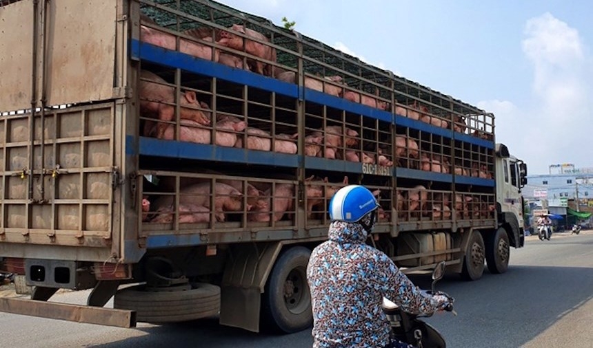 Thủ tướng chỉ đạo xử lý nghiêm các trường hợp buôn bán, vận chuyển lợn bệnh