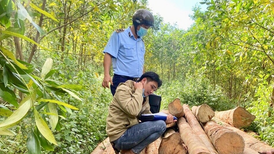 Tiếp tục tạm giữ vụ tập kết gỗ trái phép trên địa bàn Quảng Ngãi