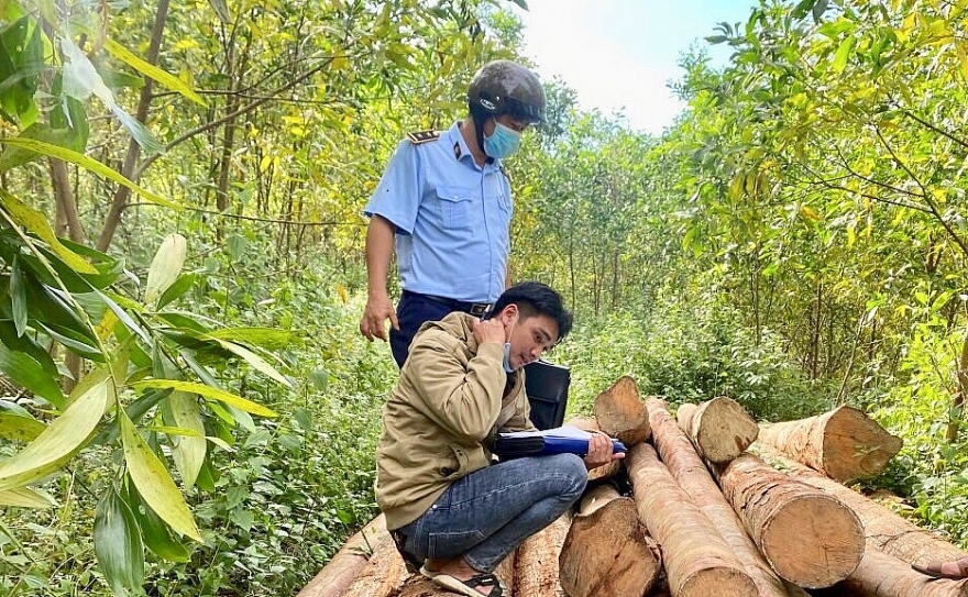 Tiếp tục tạm giữ vụ tập kết gỗ trái phép trên địa bàn Quảng Ngãi