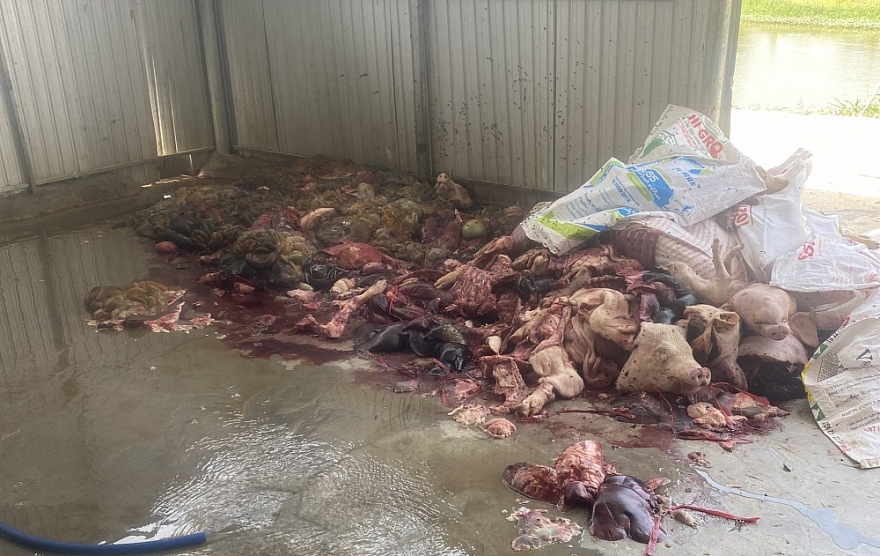 Phát hiện 5 tấn thịt, nội tạng lợn hôi thối tại 01 cơ sở giết mổ ở Khánh Hòa Phát hiện 5 tấn thịt, nội tạng lợn hôi thối tại 01 cơ sở giết mổ ở Khánh Hòa