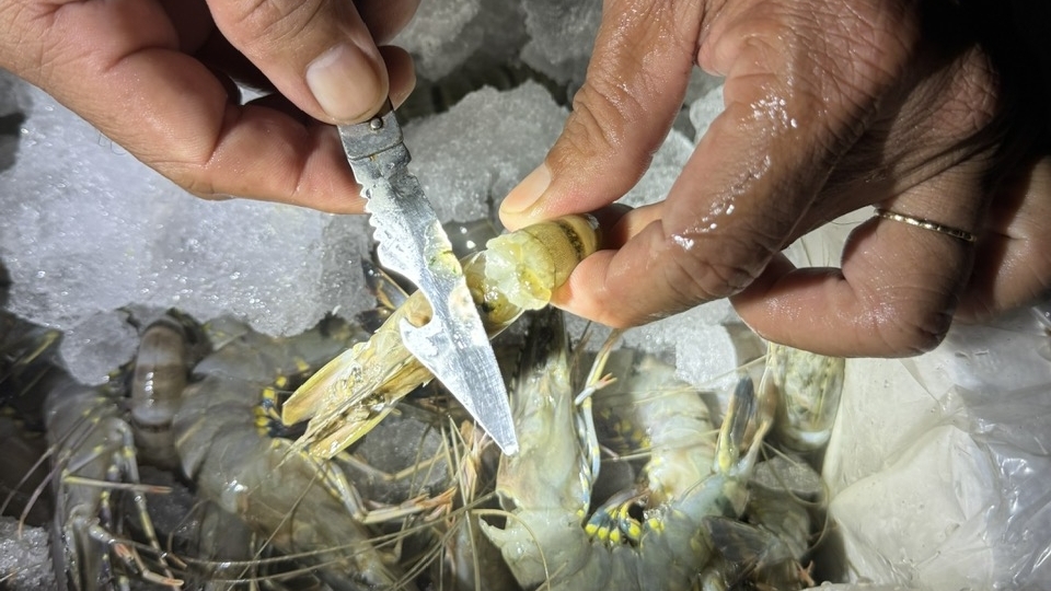 Phát hiện, tạm giữ lượng lớn tôm chứa tạp chất agar đang lưu thông trên thị trường