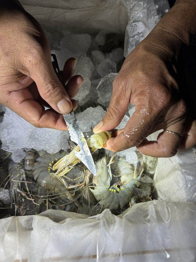 Phát hiện, tạm giữ lượng lớn tôm chứa tạp chất agar đang lưu thông trên thị trường Phát hiện, tạm giữ lượng lớn tôm chứa tạp chất agar đang lưu thông trên thị trường