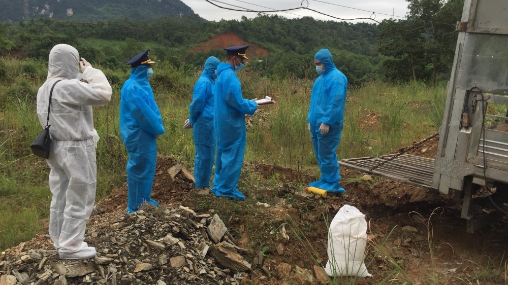 Vận chuyển 10 con lợn hơi từ vùng dịch tả Châu Phi lên thành phố nhằm tiêu thụ