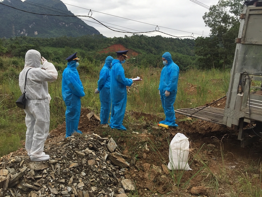 Vận chuyển 10 con lợn hơi từ vùng dịch tả Châu Phi lên thành phố nhằm tiêu thụ