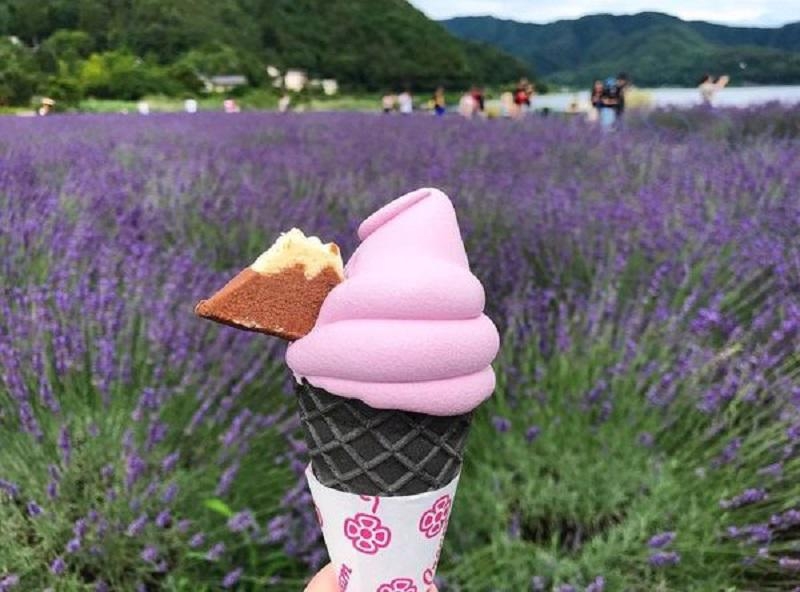 Đến Nhật Bản để chìm đắm trong vườn hoa oải hương thơ mộng