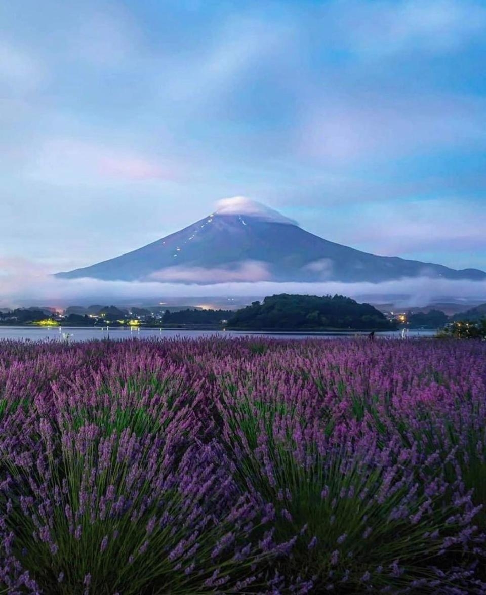 Đến Nhật Bản để chìm đắm trong vườn hoa oải hương thơ mộng