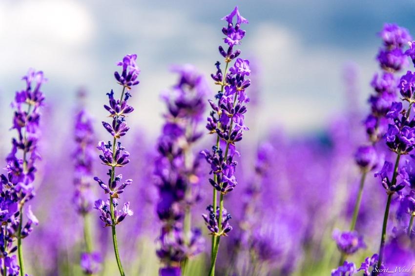 Đến Nhật Bản để chìm đắm trong vườn hoa oải hương thơ mộng