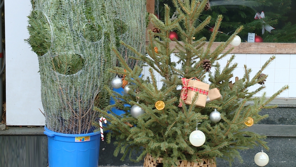 Thông tươi được nhiều người dân ưa chuộng