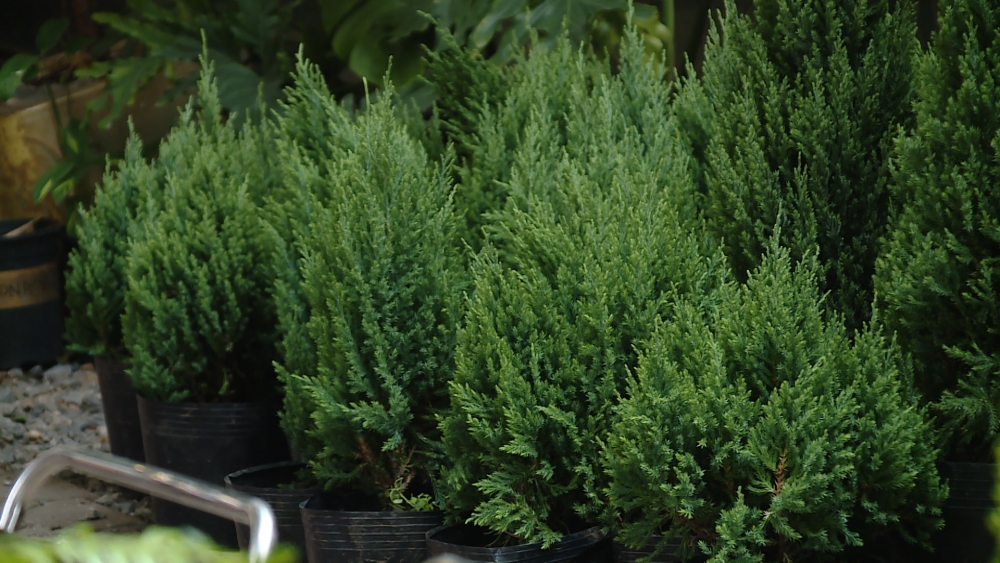 Thông tươi được nhiều người dân ưa chuộng