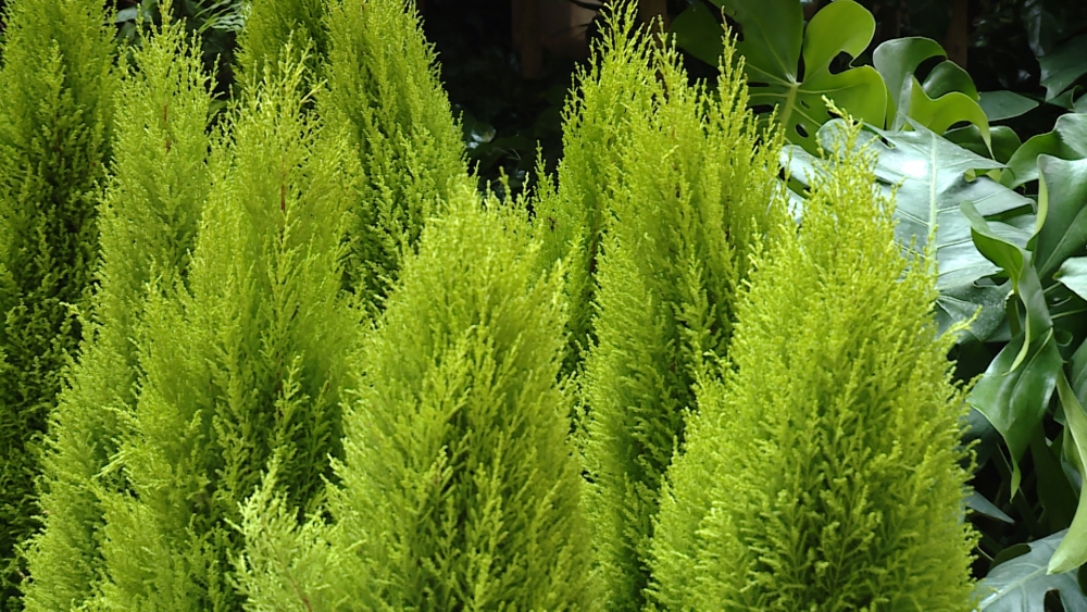 Thông tươi được nhiều người dân ưa chuộng