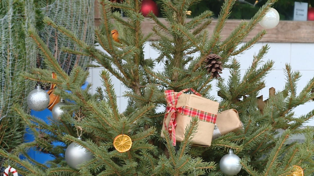 Thông tươi được nhiều người dân ưa chuộng