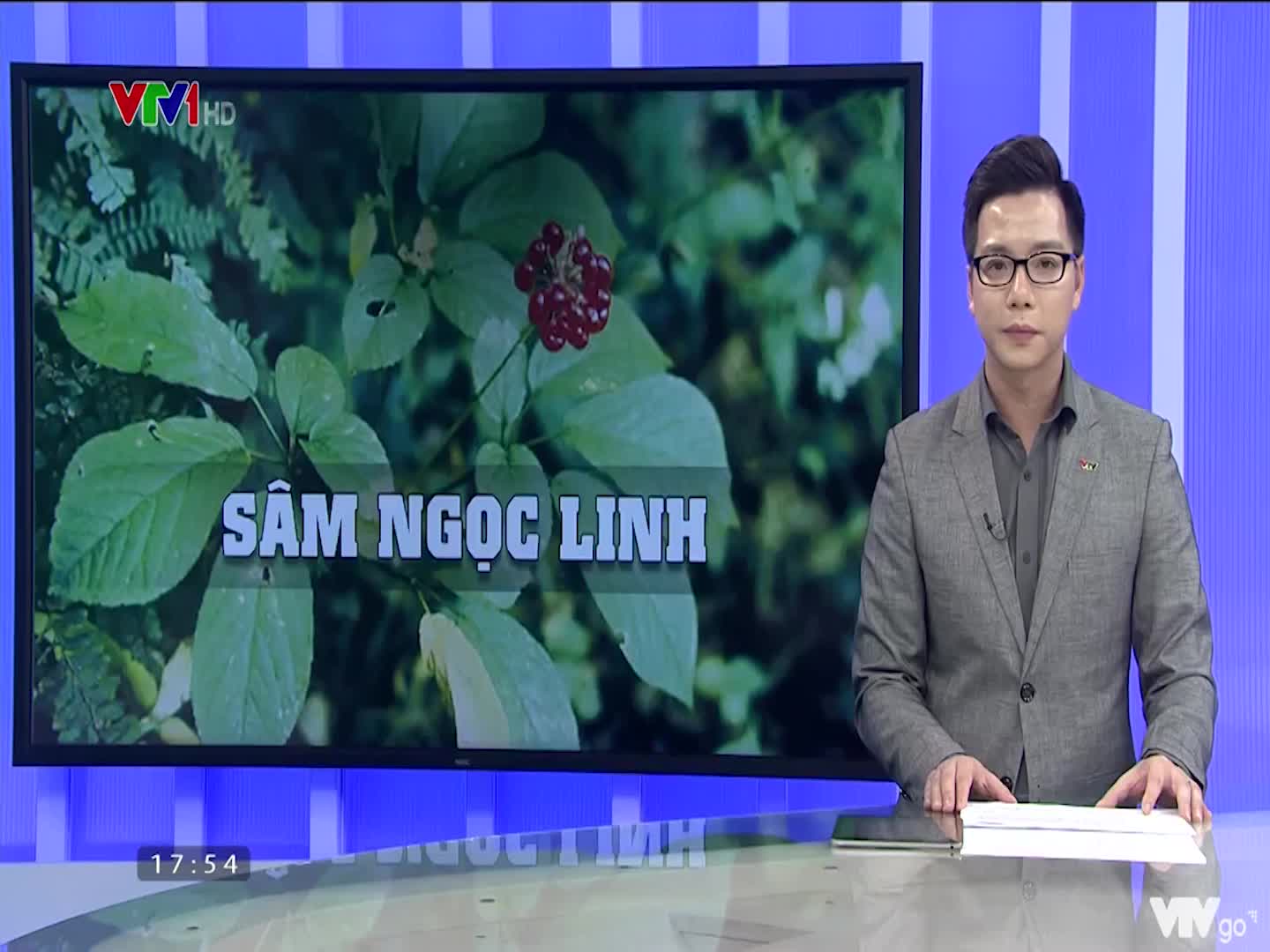 Bát nháo thị trường Sâm Ngọc Linh