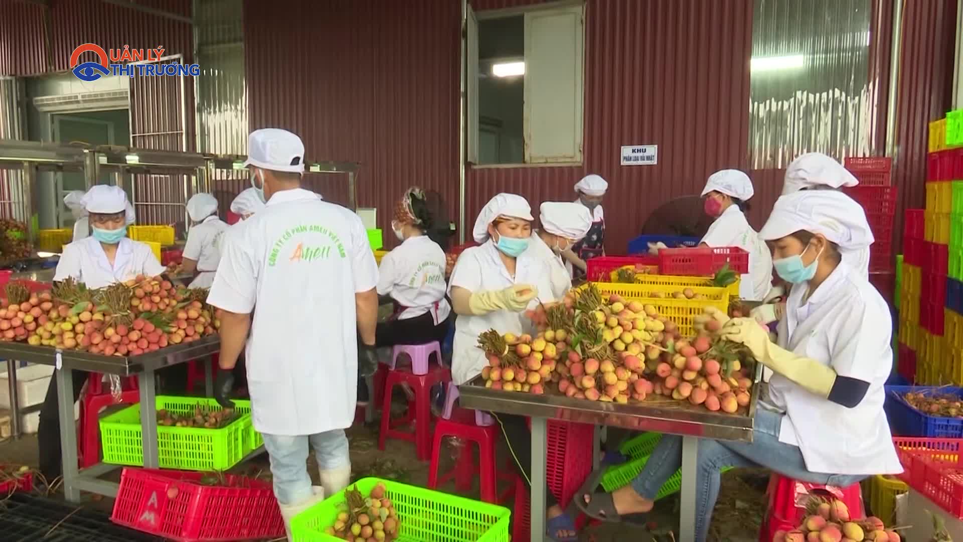 50% sản lượng vải thiều đã xuất khẩu