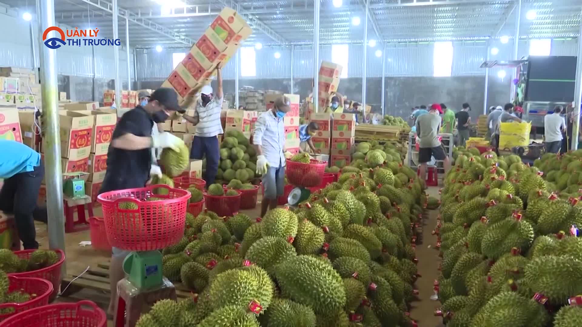 Xuất khẩu sầu riêng tăng 18 lần do nhu cầu từ Trung Quốc