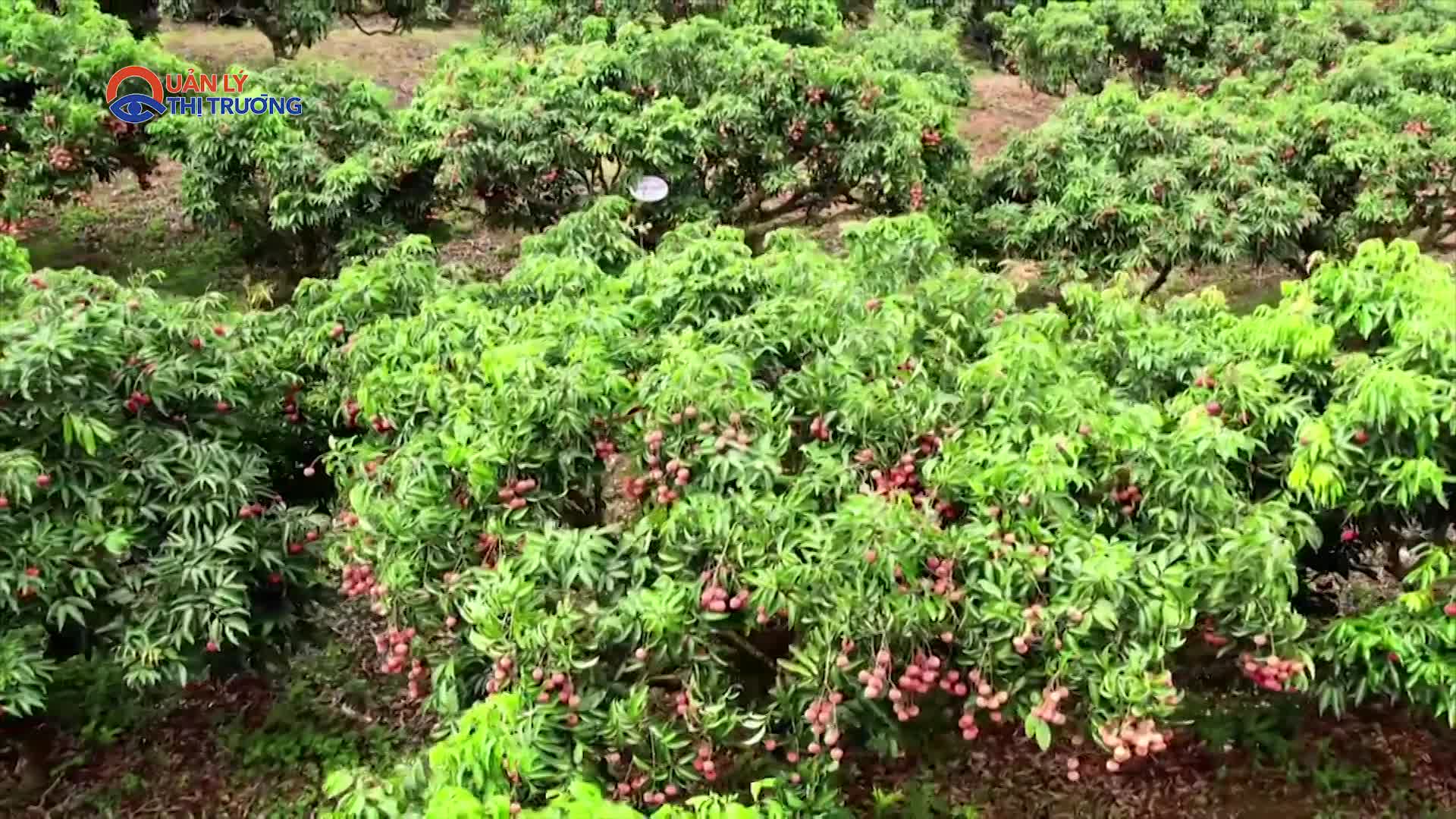 Bắc Giang bán gần 50 tấn vải thiều sau 4 giờ livestream