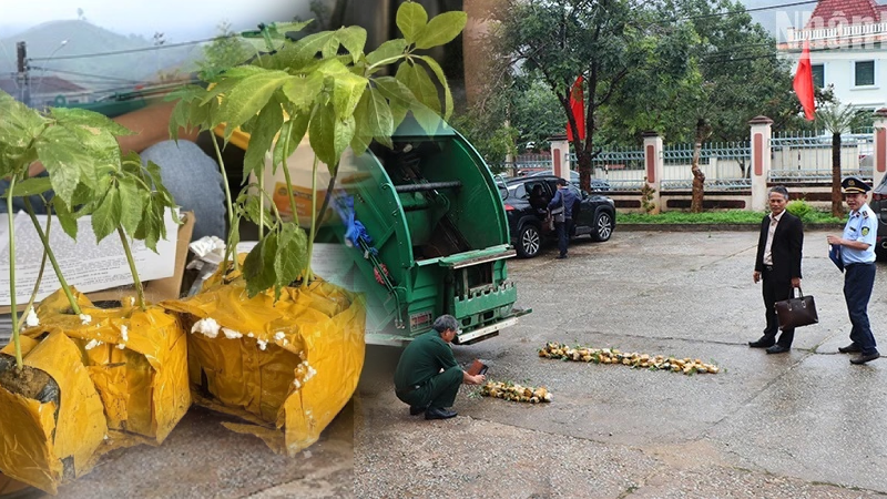 Kon Tum tiêu hủy cây giống giả sâm Ngọc Linh