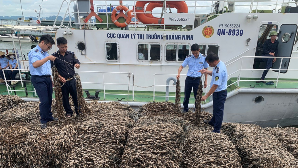 Điều tra vụ 63 tấn hàu giống không rõ nguồn gốc ở Quảng Ninh