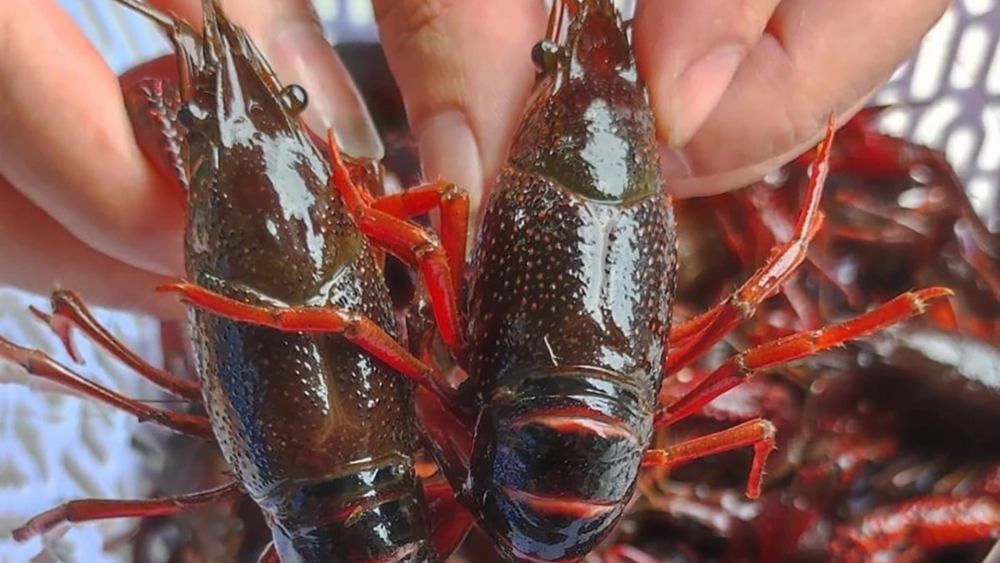 Kiểm soát, ngăn chặn việc nhập khẩu tôm hùm đất