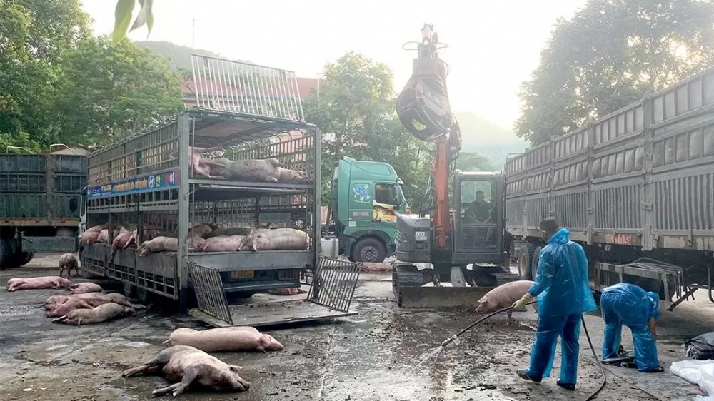 Phát hiện, tiêu hủy 81 con lợn nhiễm dịch tả lợn châu Phi