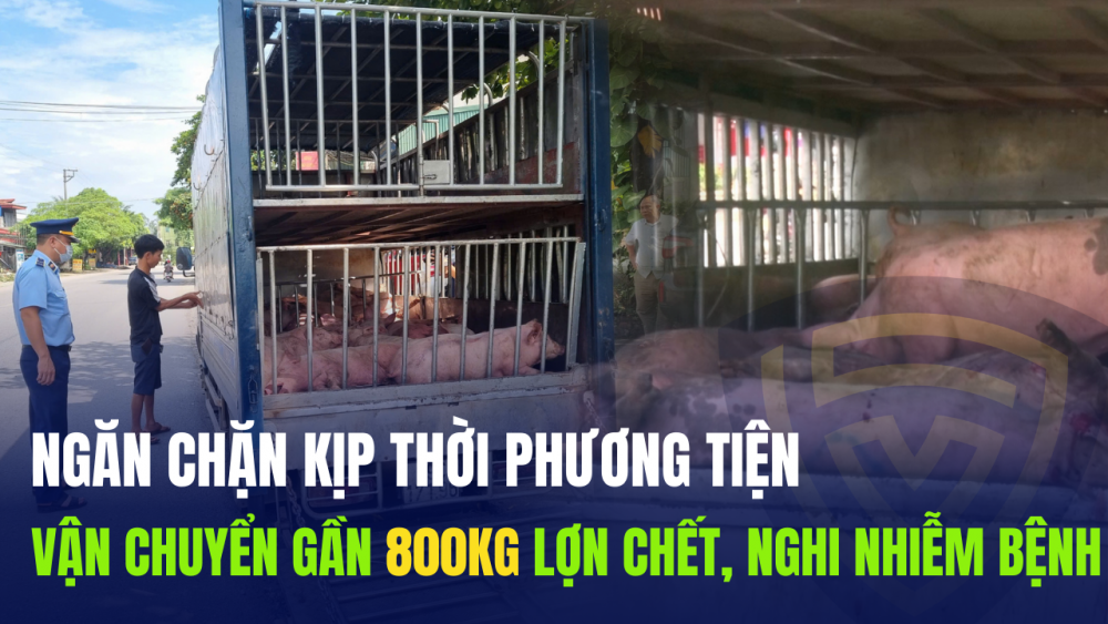 Ngăn chặn kịp thời phương tiện vận chuyển gần 800kg lợn chết, nghi nhiễm bệnh