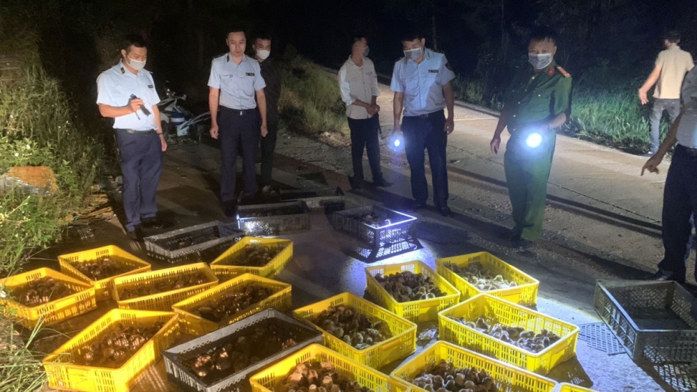 Hàng ngàn con gia cầm giống nhập lậu bị phát hiện tại khu vực biên giới