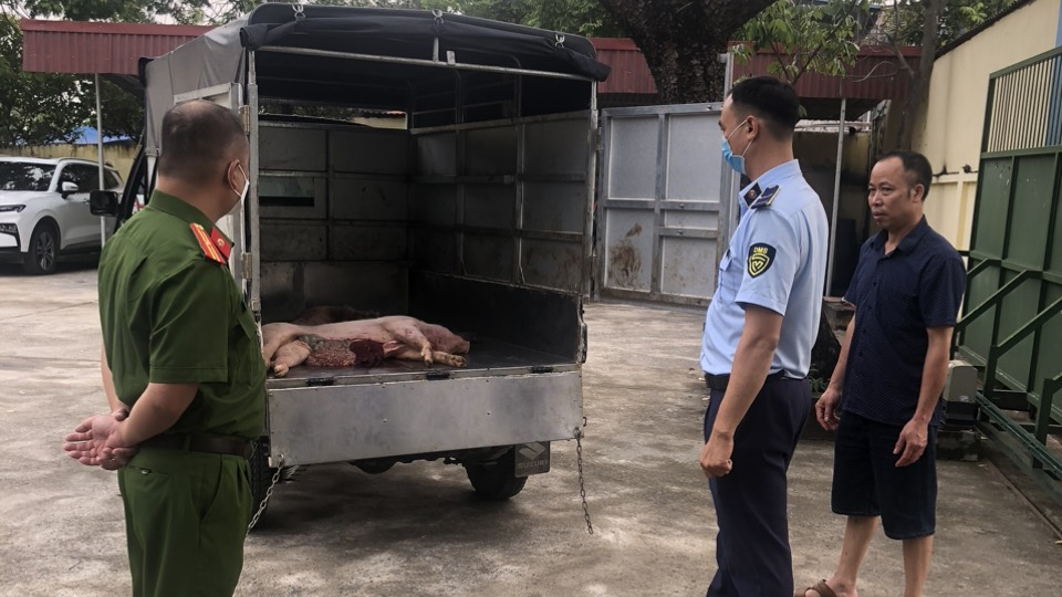 Hưng Yên: Bắt giữ, tiêu hủy hàng trăm kg thịt lợn bốc mùi hôi thối